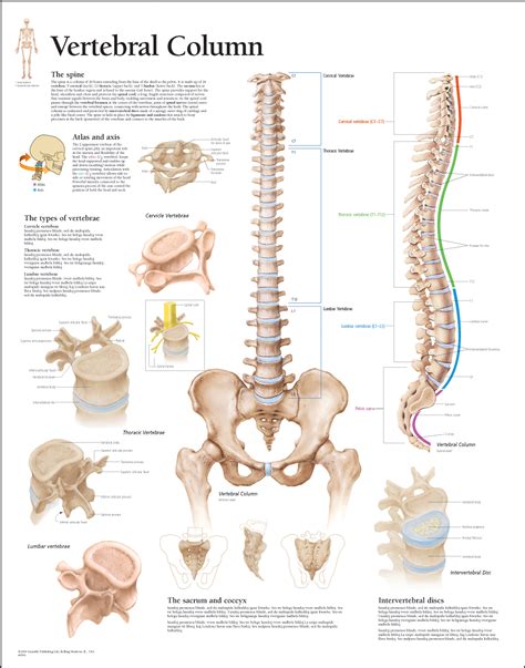 These bones work together to provide flexibility to the trunk, support the muscles of the trunk, and protect the spinal cord and spinal nerves of the back. HUMAN BODY SYSTEM: What is Vertebral Column?