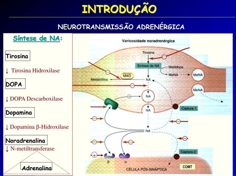 Quais São Os Principais Efeitos Dos Receptores ß1 Agonista Adrenérgicos