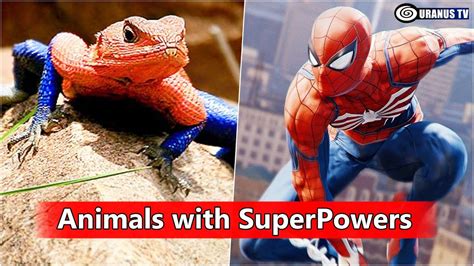 10 Animals With Incredible Superpowers Youtube