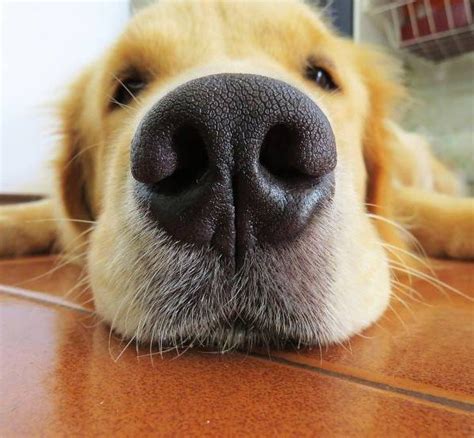 Dog Nose Dripping Water Wet Benefits According To Expert