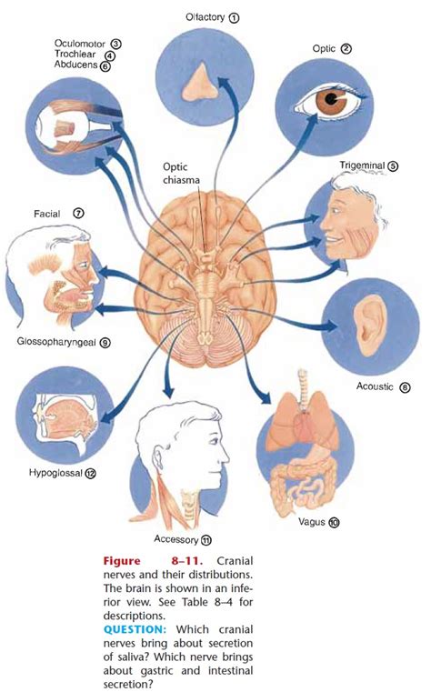Origin Of Cranial Nerves