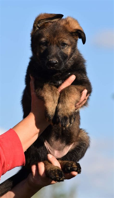 A sable german shepherd is one with different bands of color on one hair shaft. TOP Dark Sable German Shepherd Puppy for Sale in Czech Republic