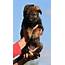 TOP Dark Sable German Shepherd Puppy For Sale In Czech Republic — PWG 