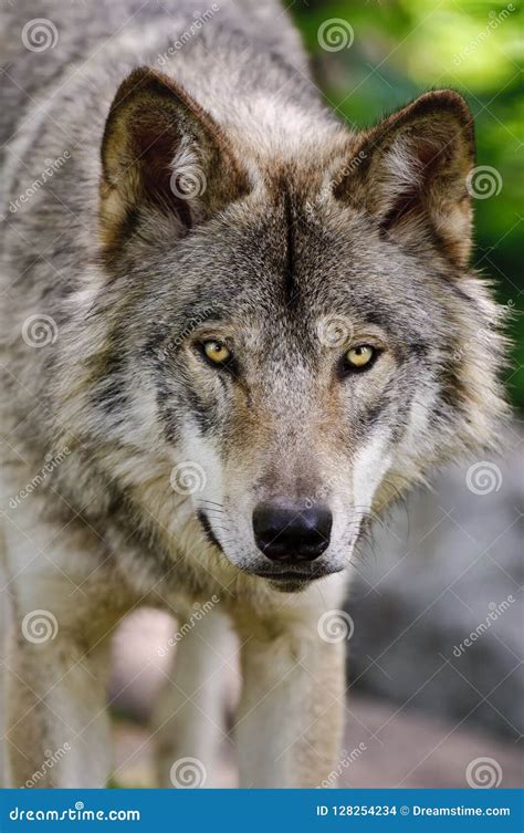 Gray Wolf Close Up Head Shot Looking Forward Stock Photo Image Of