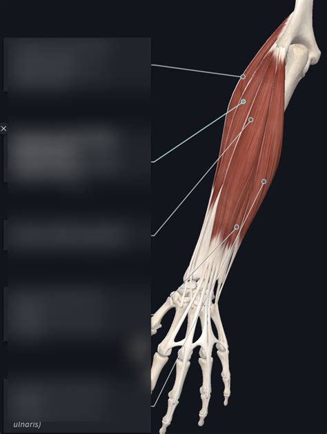 Superficial Layer Of The Posterior Compartment Of The Forearm Diagram