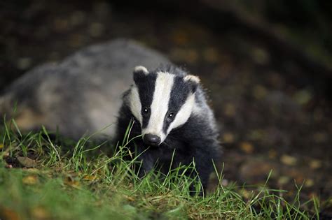 Scot Charitys Plea To Help Badgers Live In Harmony With Humans The