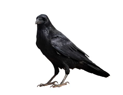 Crow Png High Quality Image Png Arts