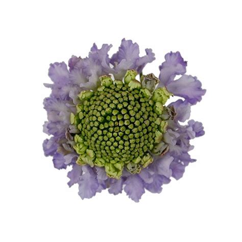 Lavender Scoop Scabiosa Florabundance Wholesale Flowers