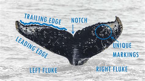 Whale Fluke Identification A Visual Guide Oceanic Society