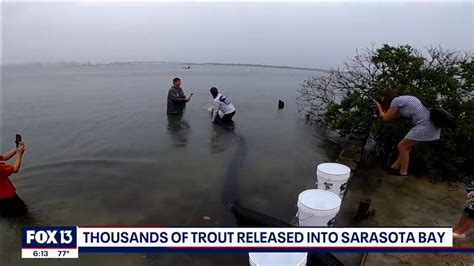 Five Years After Red Tide Devastated Sea Trout In Sarasota Bay Efforts To Replenish Begin The