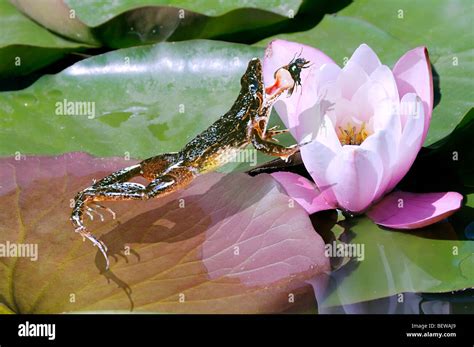 Green Frog Rana Lessonae Catching A Fly Elevated View Stock Photo
