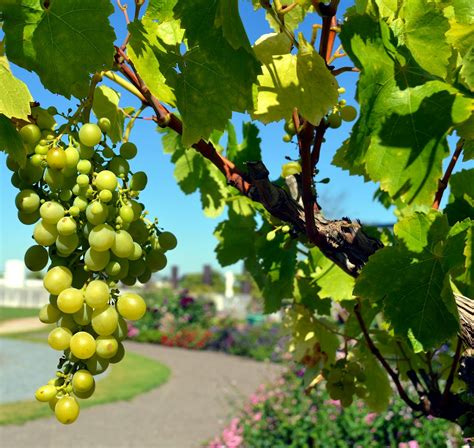 Green Grapes Fruit · Free Stock Photo
