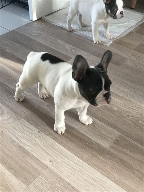 Stunning French Bulldogs | For Sale Now | Bootle, UK | PetDeals.co.uk