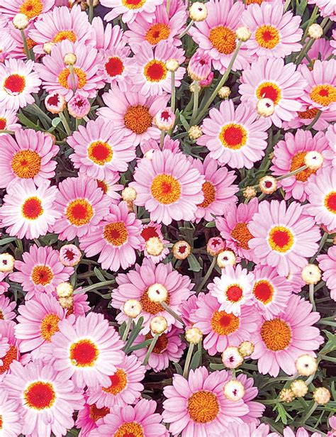 Marguerite Daisy Sassy Large Pink Tesselaar