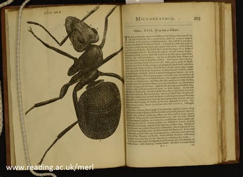 In The Spotlight Robert Hookes Micrographia 1665 Beckett Books