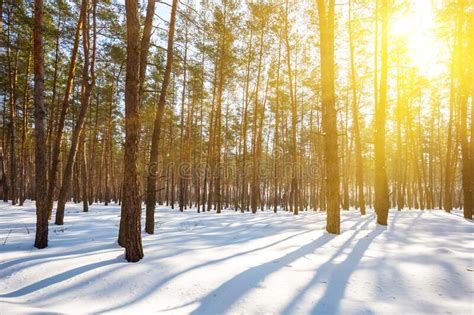 Pine Tree Forest In A Melting Snow At The Sunset Stock Image Image Of