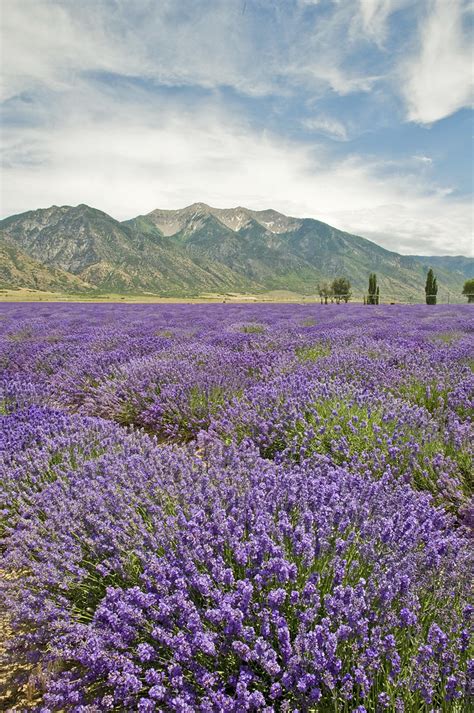Lavender Fields Lavender Fields At Young Living Lavender F Flickr