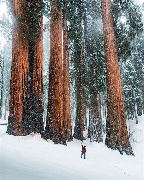 Tentree On Instagram Walking Among Giants 🌲 Wheres The Biggest Tree