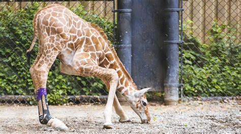 Photos Zoos Baby Giraffe Takes First Steps Outdoors With New