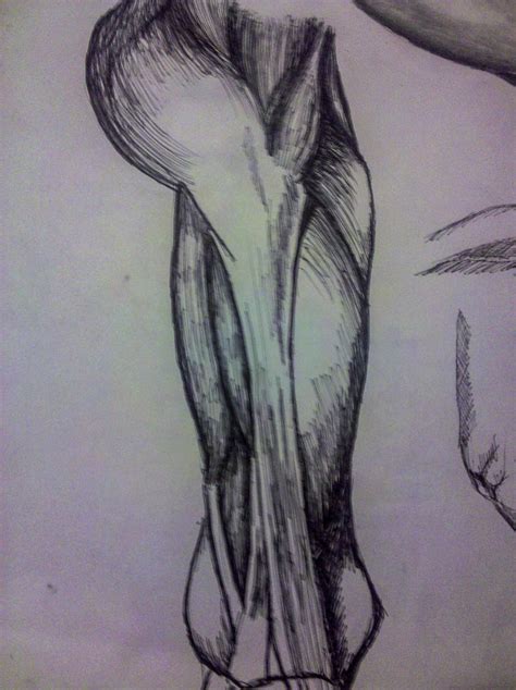 Side View Leg Muscle Structure By Mattmancool34 On Deviantart