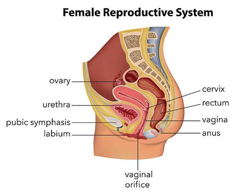Female Reproductive System Illustrations Royalty Free Vector Graphics