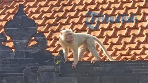 Kemunculan Monyet Putih Di Pecatu Bali Viral Di Media Sosial Diyakini Sebagai Pertanda Baik