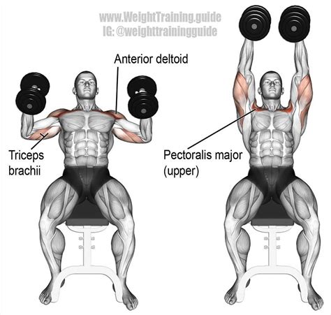 La Imagen Puede Contener 2 Personas Bicep Workout Gym Shoulder
