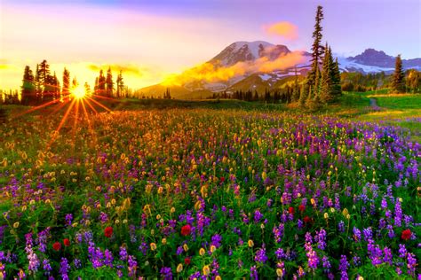 Download Sunset Field Wildflower Landscape Mountain Flower Meadow