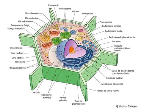 9 ideas de tejidos vegetales tejidos vegetales celula vegetal. Resultado de imagen para dibujo de la celula vegetal y sus ...
