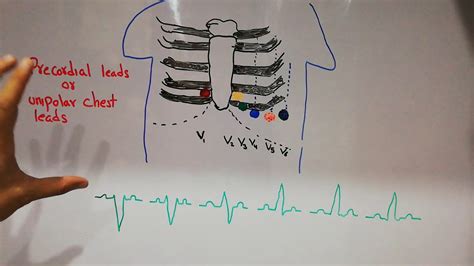 Cvs Physiology 25 Chest Leads Precordial Leads How To Read 12