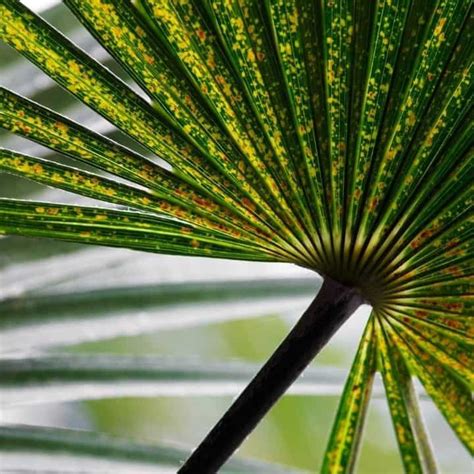 White Spots on Palm Leaves: 4 Possible Reasons