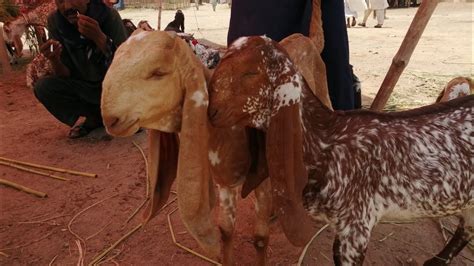 Goat Farming Business In Pakistan Goat Farmer Asim Bhai Goat Farming In Punjab Bakra Mandi