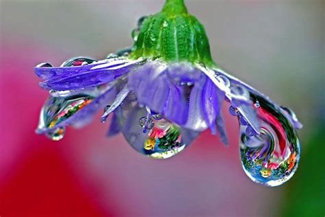 Colourful Reflection On Raindrops Macro Photography Flowers Macro