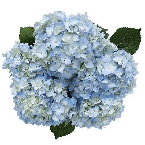20 Blue Hydrangea Flowers Beautiful Fresh Cut Flowers Express