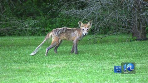 Are There Coyotes In Virginia Original File ‎ 5616 × 3744 Pixels