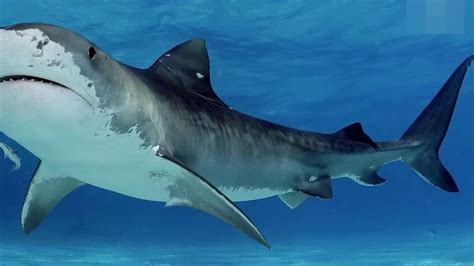 Top 10 Biggest Sharks In The World Youtube