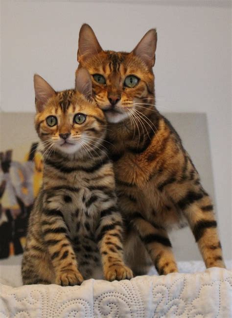 That Bengal Cat Is So Sweet Like It 💕💕 Bengals Cutebengal
