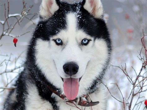 A Husky Had A Seriously Adorable Reaction When Faced With A Friendly