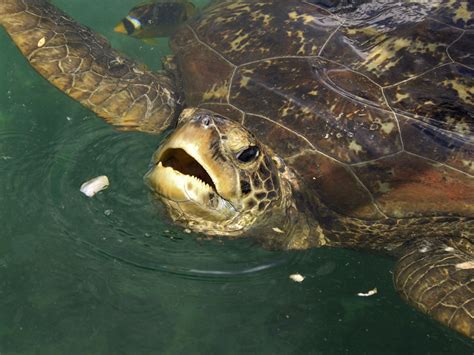 What To Feed Sea Turtles