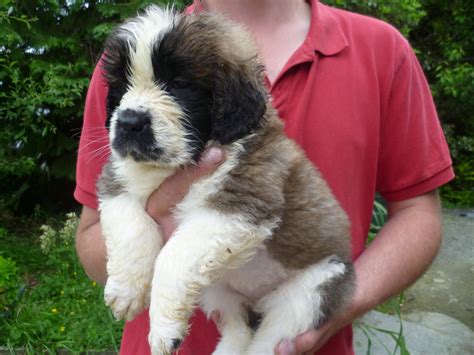 St Berdoodle St Bernard Standard Poodle Mix Info And Pictures