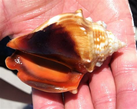 Strombus Alatus Common Name The Florida Fighting Conch Is A Species