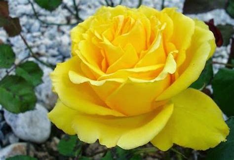 Yuk, langsung saja menuju koleksi gambar yang bisa anda download, gratis.\ download 75+ gambar bunga mawar cantik berbagai. 10+ Gambar Mawar Kuning Cantik - Gambar Bunga Indah
