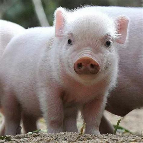 Pin By Zena Kakavoyiannis On Cute Animals Baby Pigs Pet Pigs Pig