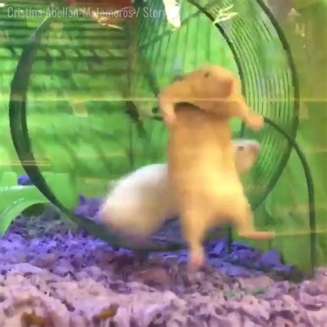 Hamster Fails At Running Wheel Omg This Hamster Clinging On For Dear
