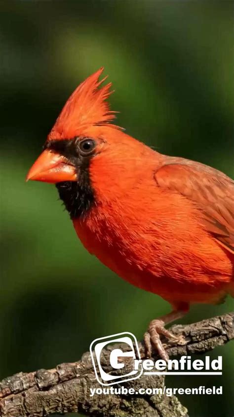 Cardinal Bird Song Northern Red Cardinal Singing And Call Sounds Video