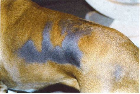 Dog Skin Turning Black On Belly Itching Hair Loss Dogs Cats Pets