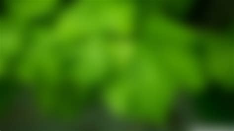 Rohman Background Blur Green Wallpaper Hd