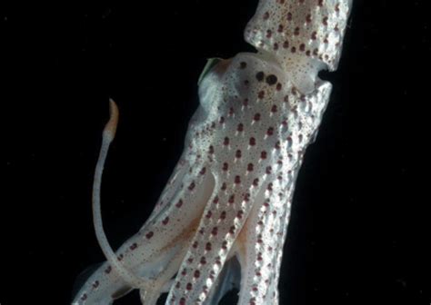 Jewel Squid Smithsonian Ocean