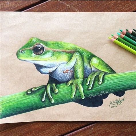 Realistic Tree Frog Drawings