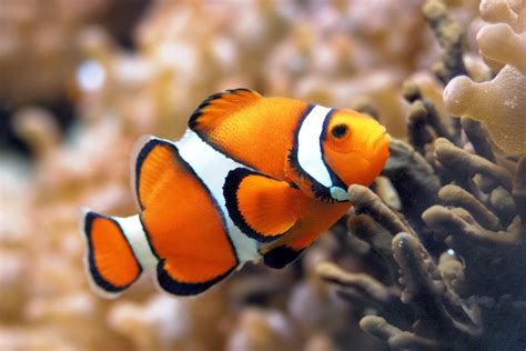 Clownfish Fishes World Hd Images And Free Photos